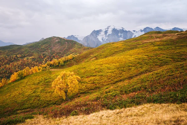 풍경입니다 산에서 날입니다 Mkheer 자작나무 Svaneti 조지아 — 스톡 사진