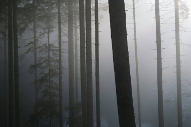 Sis ve ladin ormanda güneş ışığı. Çok güzel bir sabah manzara