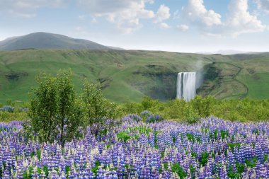 Skogafoss şelale, İzlanda, Avrupa. Yaz, yatay çiçek açan lupines. Bulutlu sabah. Doğada Güzellik