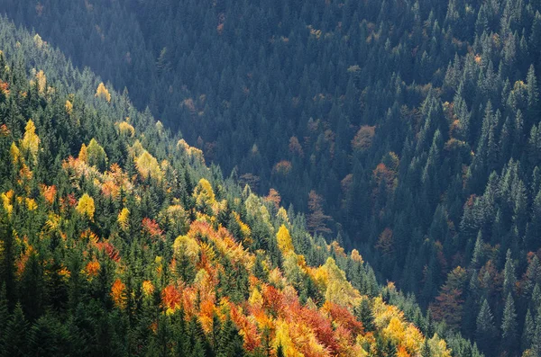 Floresta Outono Nas Encostas Das Montanhas Fundo Natural — Fotografia de Stock