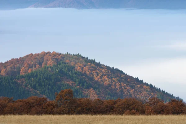 Vacker Dimma Skogen Berg Höstens Landskap Eftermiddagen Karpaterna Ukraina Europa — Stockfoto
