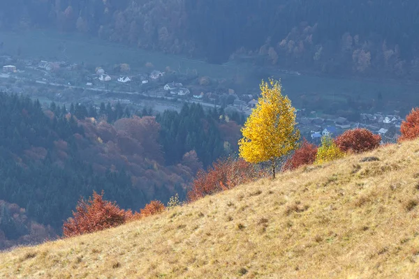 Sonbahar Manzara Bir Tepede Yalnız Bir Ağaç Sarı Huş Ağacı — Stok fotoğraf