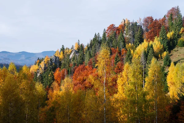 Herbstlandschaft Mit Felsen Birken Und Fichtenwald Den Bergen Sonniger Tag — Stockfoto