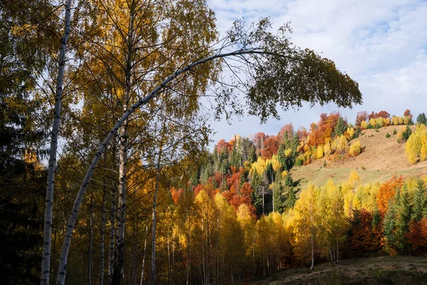 Podzimní Krajina Listnatými Lesy Zakřivené Bříza Slunečné Počasí Horách Karpaty — Stock fotografie