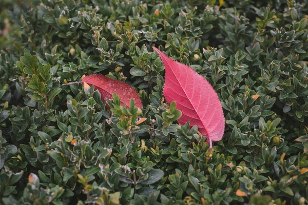 Gevallen Rode Herfstbladeren Schoonheid Natuur — Stockfoto