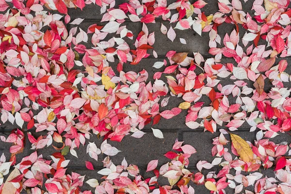Gevallen Rode Herfstbladeren Schoonheid Natuur — Stockfoto
