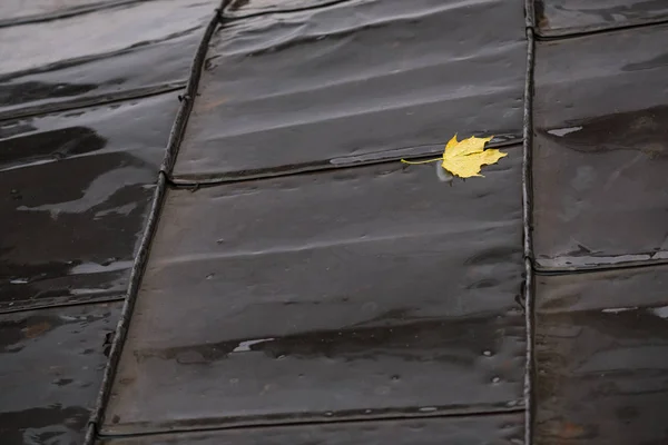 Sarı Sonbahar Akçaağaç Yaprağı Islak Bir Çatı Üzerinde — Stok fotoğraf