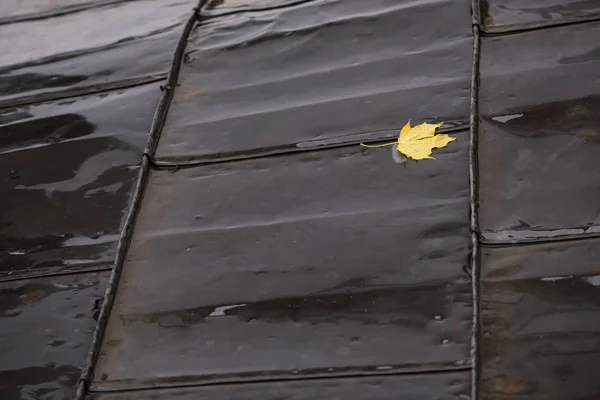 Foglia Acero Giallo Autunnale Tetto Bagnato — Foto Stock