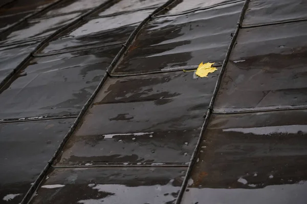 Foglia Acero Giallo Autunnale Tetto Bagnato — Foto Stock