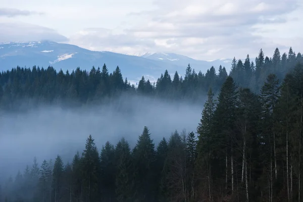 Ranní Mlha Horách Jarní Krajina Smrkových Lesů — Stock fotografie