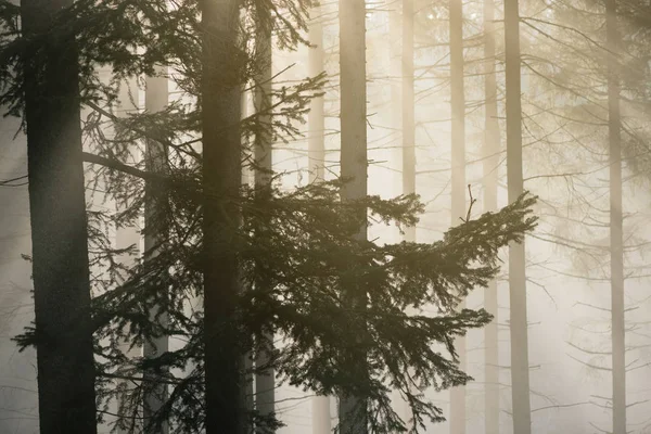 美しい光とモミの森で秋の風景 霧と太陽光線 — ストック写真