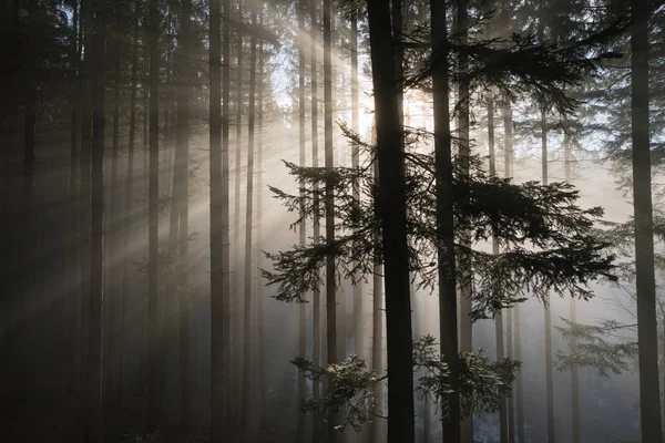 杉木林与美丽的光的秋季景观 雾和太阳的光芒 — 图库照片