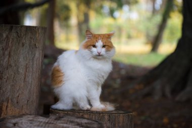 Kırmızı benekli beyaz kedi bir güdük bir sonbahar park oturur