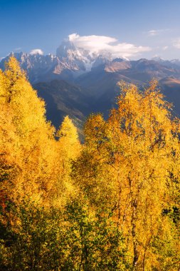 Sonbahar manzara. Bulutlar üst dır. Orman yamaca huş ağacı. Mount Mkheer görünümden. Ana Kafkas ridge. Zemo Svaneti, Gürcistan 