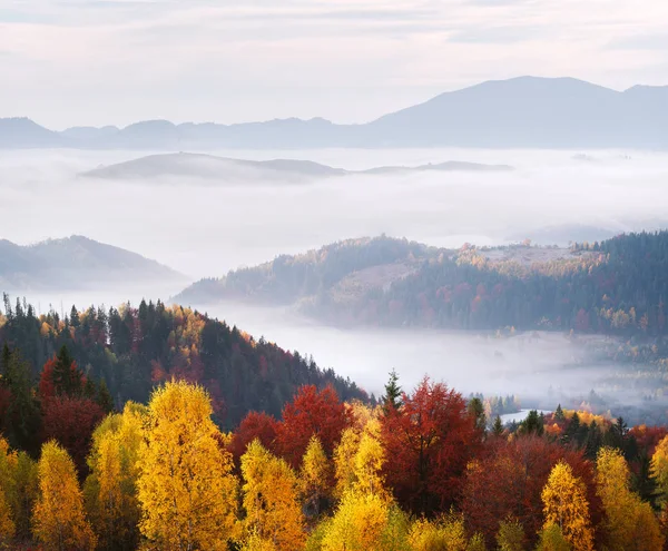 山の朝の霧の美しい森の秋風景 — ストック写真