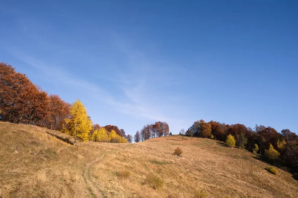Weg Een Berg Weide Herfst Landschap Met Bladverliezend Bos Heldere — Stockfoto
