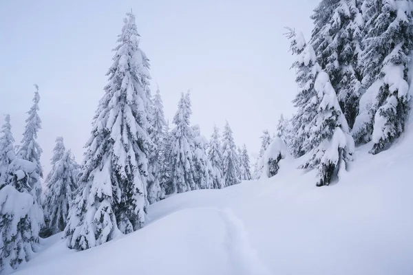 Winterwald Schnee Berglandschaft Mit Fußweg Frostiges Wetter — Stockfoto