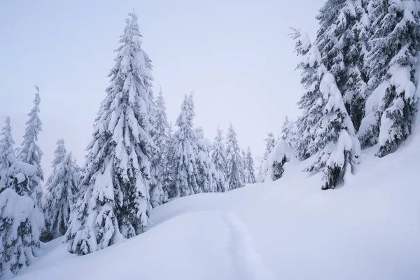 Bosco Invernale Nella Neve Paesaggio Montano Con Sentiero Tempo Gelido — Foto Stock