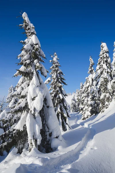Зимний Лес Снегу Горный Пейзаж Тропинкой Солнечный День Морозная Погода — стоковое фото