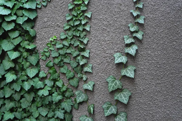 Green Leaves Gray Wall Natural Ivory Decor — Stock Photo, Image