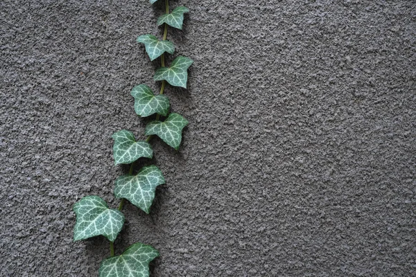 Green Leaves Gray Wall Natural Ivory Decor — Stock Photo, Image