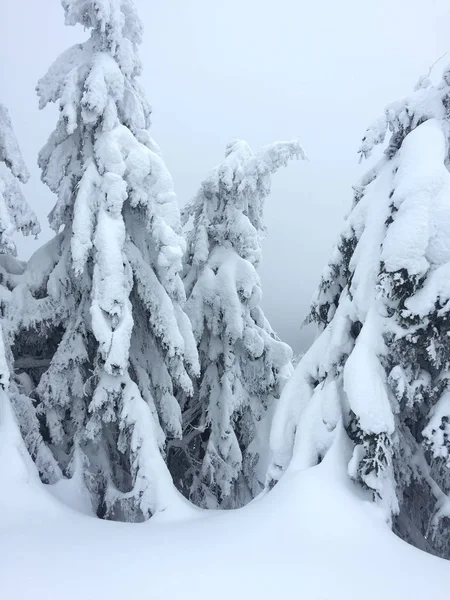 Vinter Landskap Med Granskog Snön Molnig Dag Bergen — Stockfoto