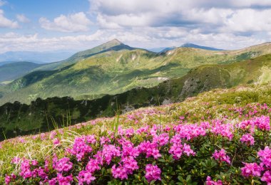 Summer landscape. Pink flowers in the mountains. Blooming Rhododendron in a glade. Beauty in nature. Sunny day clipart