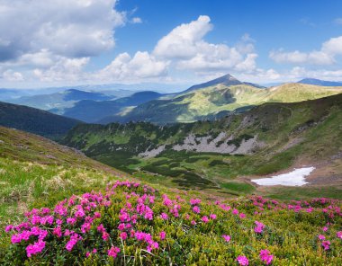 Yaz manzara. Pembe çiçekler dağlarda. Çiçek açan ormangülü bir glade içinde. Doğada güzellik. Güneşli gün