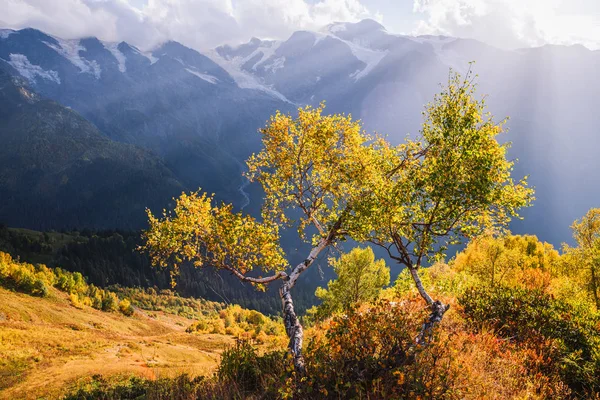 Autumn Landscape Mountains Birch Forest Slope Mkheer Mount Caucasus Georgia — Stock Photo, Image