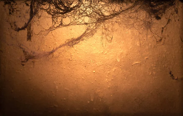 Copyspace とハロウィンの背景 暗闇の中で古い恐ろしいクモの巣 — ストック写真