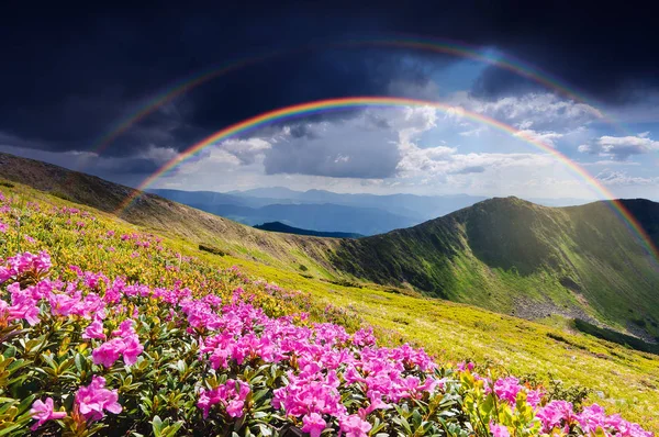 Sommerlandschaft Mit Regenbogen Nach Regen Lichtung Blühender Rosa Rhododendrons Den — Stockfoto