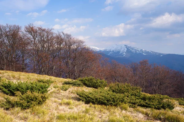 Sunny Landscape Mountains Spring Day Mountain Forest Carpathians Ukraine — Stock Photo, Image