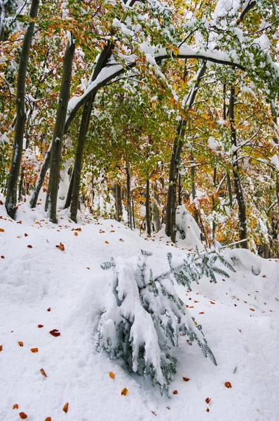 Φθινοπωρινό Τοπίο Μια Απροσδόκητη Χιονόπτωση Στο Δάσος — Φωτογραφία Αρχείου