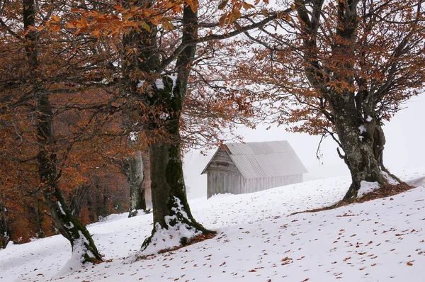 Herfst Landschap Met Het Eerste Onverwachte Snow Fall Gebladerte Oude — Stockfoto