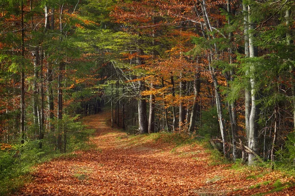 森林路 阳光明媚的日子里的秋景 — 图库照片
