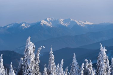 Karda dağ manzarasını. Kar yağışı sonra çam ormanı ile kış manzarası