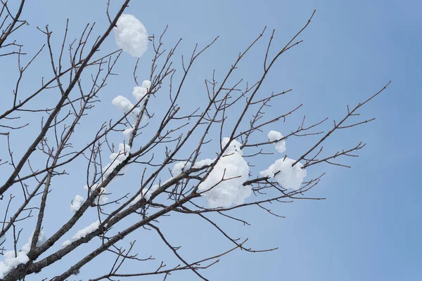 Дерево Снегу Фоне Синего Неба — стоковое фото