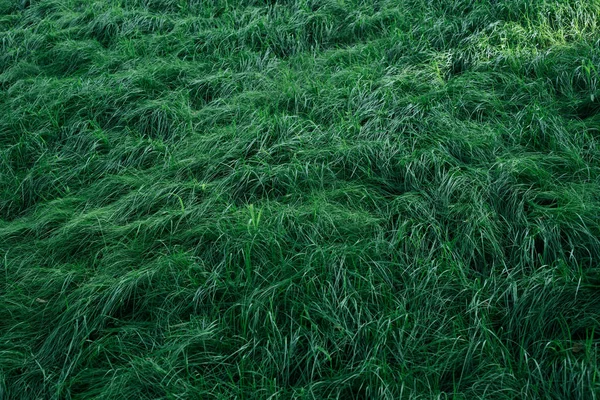 庭の緑の草のテクスチャ — ストック写真