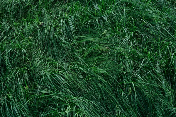 Texture of green grass in the garden