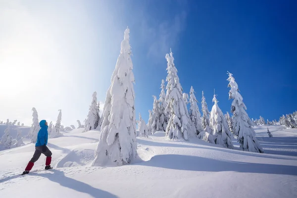 冬の山岳ハイキング 雪の中でモミの木 青空と晴れた日 雪の後の雪のドリフトとクリスマスビュー — ストック写真