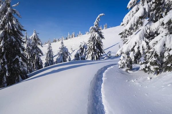 Téli Erdő Hóban Hegyi Táj Gyalogút Süt Nap Fagyos Időjárás — Stock Fotó
