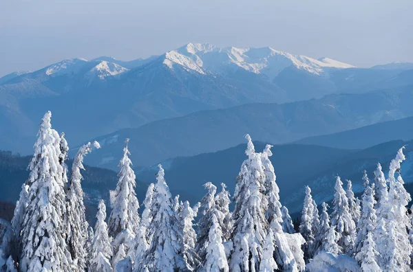 雪の山の上の眺め 雪が降った後のトウヒ林のある冬景色 — ストック写真