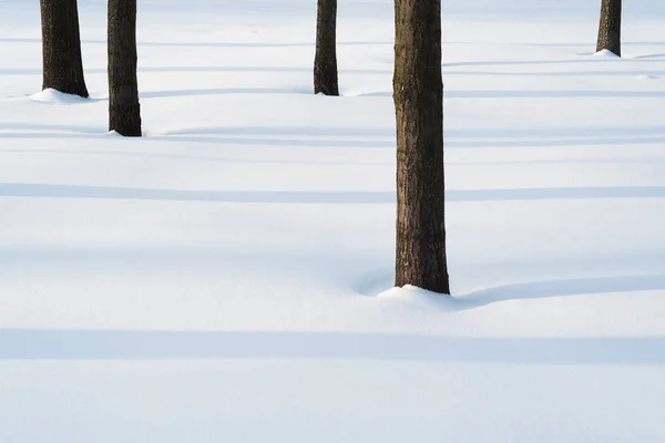 Fondo Invierno Para Diseño Nieve Parque Troncos Árboles Sombras Día —  Fotos de Stock