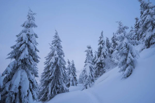 冬天森林在雪 山风景与小径 寒冷的天气 黄昏暮光 圣诞节主题的自然背景 — 图库照片