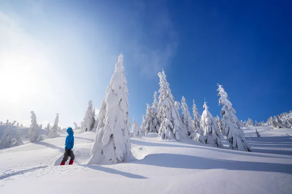 Kışın Dağ Yürüyüşü Karda Fidan Ağaçları Mavi Gökyüzü Güneşli Kardan — Stok fotoğraf