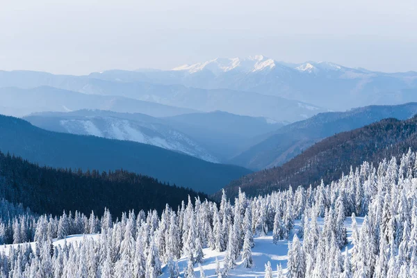 雪の山の上の眺め 雪が降った後モミの森のある冬景色 — ストック写真