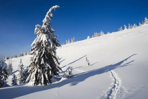 Tempo Montanha Inverno Árvores Abeto Neve Dia Ensolarado Com Céu — Fotografia de Stock
