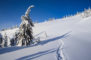Kışın dağ havası. Çam ağaçları içinde belgili tanımlık kar. Mavi gökyüzü güneşli bir gün. Noel görünümü kar yağışı sonra