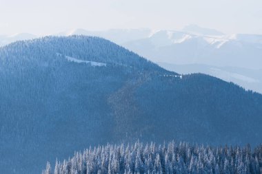 Kış arka plan ile bir dağ çam ormanı. Haze ile güneşli manzara