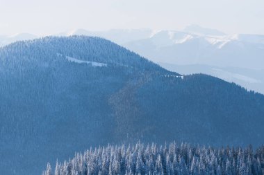 Kış arka plan ile bir dağ çam ormanı. Haze ile güneşli manzara